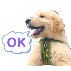 [LINEスタンプ] おもちの日常。ゴールデンレトリバーの子犬