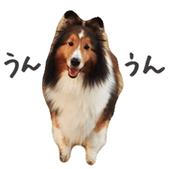 [LINEスタンプ] シェルティ 02（黒文字ver.）