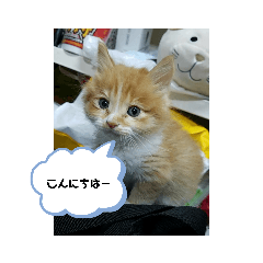 [LINEスタンプ] らんまるぅのつぶやき