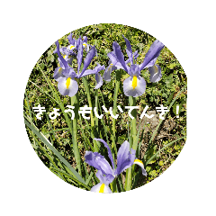 [LINEスタンプ] はなのこころ