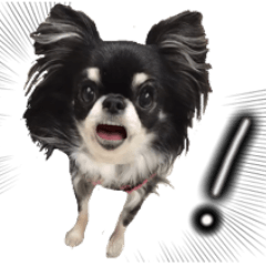 [LINEスタンプ] ちわわわらわら 日常編