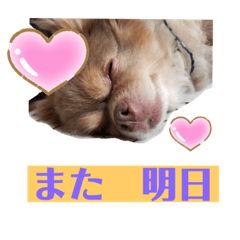 [LINEスタンプ] 僕、イヴ君（フルversion）