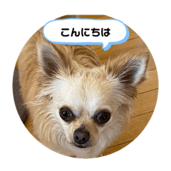 [LINEスタンプ] ゆりんかのチワわんこ5