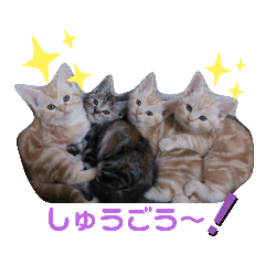 [LINEスタンプ] 猫ニャン日常スタンプ2