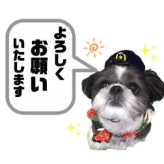 [LINEスタンプ] ぽっちゃりシーズーえむくん①
