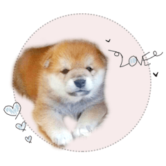 [LINEスタンプ] さくらあんず