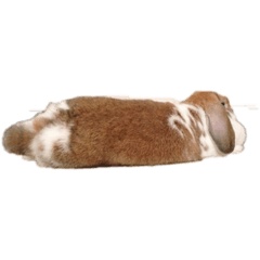 [LINEスタンプ] まろちろにこ