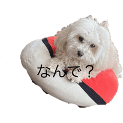 [LINEスタンプ] ナマケイヌ