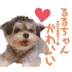 [LINEスタンプ] ちわぷーのぱおのスタンプ
