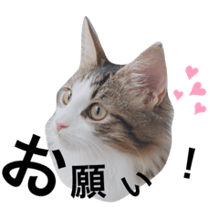 [LINEスタンプ] もふもふノアさん①