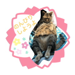 [LINEスタンプ] みどこ家のニャンズちゃん