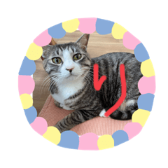 [LINEスタンプ] むぎ、こむぎ、ポポ