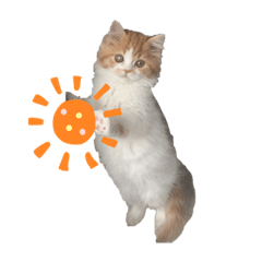 [LINEスタンプ] きにゃこまだ子猫