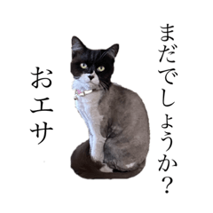 [LINEスタンプ] シンプルクロ猫