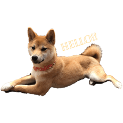 [LINEスタンプ] 雑種犬モコと柴犬こん