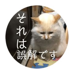 [LINEスタンプ] 一言ネコ#0