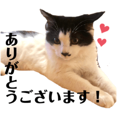 [LINEスタンプ] 西田家の猫達の画像（メイン）