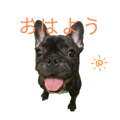 [LINEスタンプ] 可愛いフレンチブルドックスタンプ