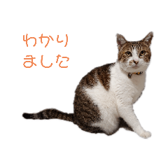 [LINEスタンプ] 家猫のぶち子