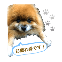 [LINEスタンプ] ポメラニアンのポミ
