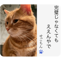 [LINEスタンプ] せごちんのスタンプ