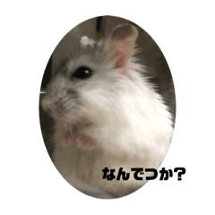 [LINEスタンプ] こよりさんスタンプ