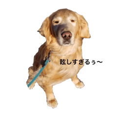 [LINEスタンプ] ゴールレトリバーライフ