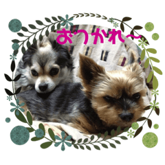 [LINEスタンプ] ごんまめはな Part2