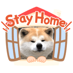 [LINEスタンプ] 秋田犬のコタロウ