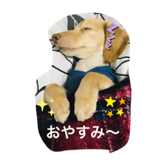 [LINEスタンプ] ダックス★そうちゃん