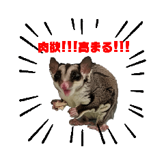 [LINEスタンプ] フクロモモンガ♡まにちゃん①
