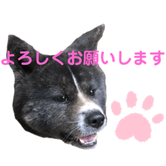 [LINEスタンプ] 虎毛 秋田犬 華凛ちゃん♪