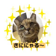 [LINEスタンプ] 夢猫2