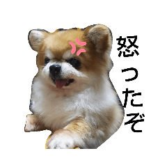 [LINEスタンプ] やまと(大きめチワワ)2
