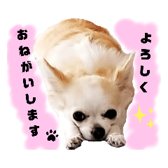 [LINEスタンプ] チワパピローズさんver.3
