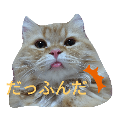 [LINEスタンプ] necoKKK ちゃんねる