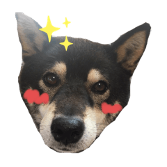 [LINEスタンプ] 黒柴 リラ