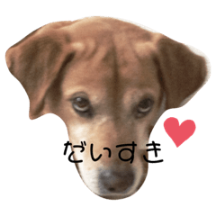 [LINEスタンプ] らーちゃんずスタンプ