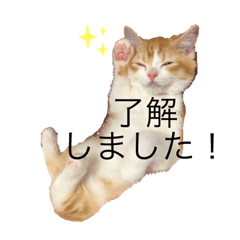 [LINEスタンプ] しゃけの日常会話
