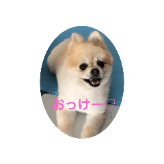[LINEスタンプ] ポメラニアンちょこちゃん