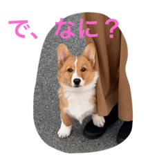 [LINEスタンプ] 悠くんとこむぎー