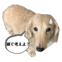 [LINEスタンプ] message to my family
