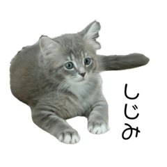 [LINEスタンプ] ねこのしじみ