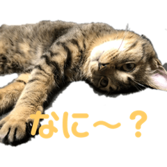 [LINEスタンプ] 猫 じょうたろう