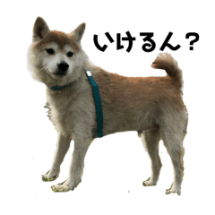 [LINEスタンプ] 柴犬コボとチワワのくらちゃんpart3