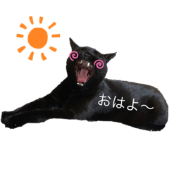 [LINEスタンプ] 日常・挨拶♡猫スタンプ