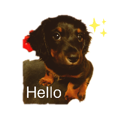 [LINEスタンプ] dog✩.*˚