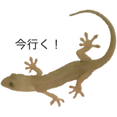 [LINEスタンプ] やも写真