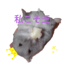 [LINEスタンプ] はむスターズ。