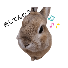 [LINEスタンプ] 小うさぎさん